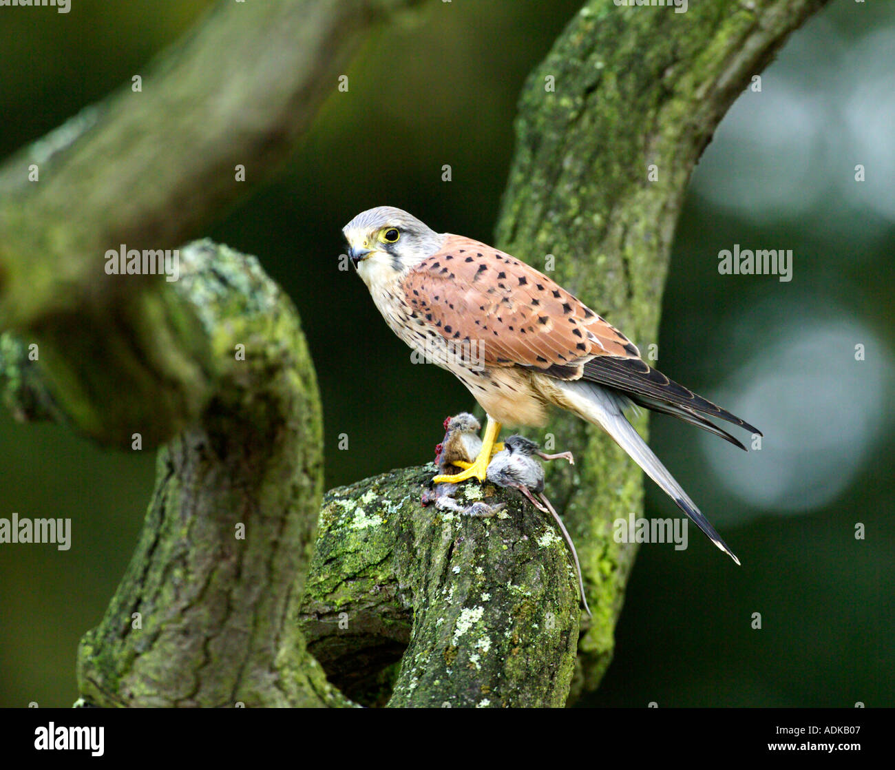 Il Gheppio Falco tunnunculus maschio UK autunno con il mouse Foto Stock