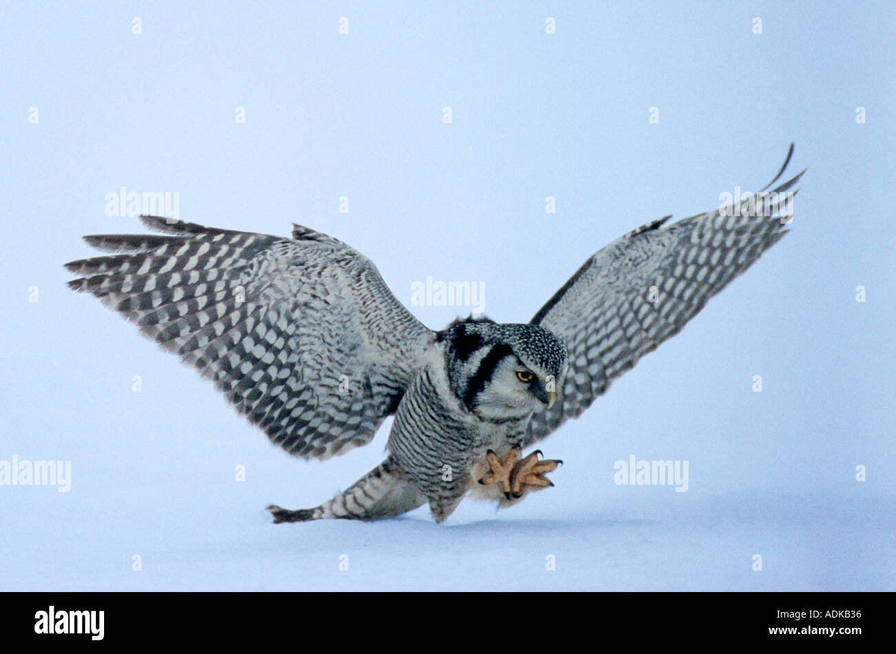 Hawk Owl surnia ulula spolvero sulla preda sotto la neve la Lapponia finlandese Finlandia inverno Foto Stock