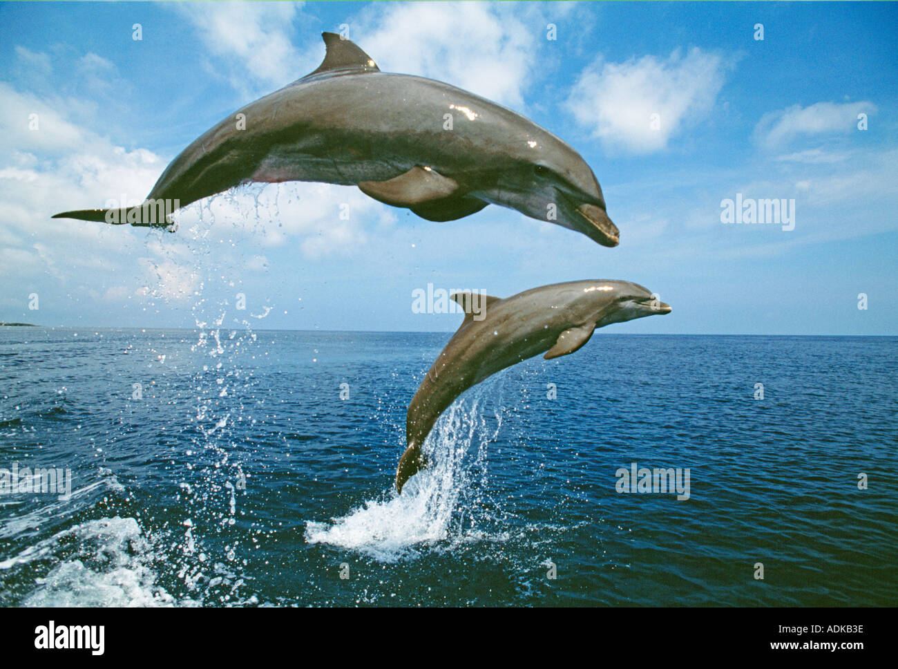 Il tursiope o delfino maggiore dei Caraibi Foto Stock