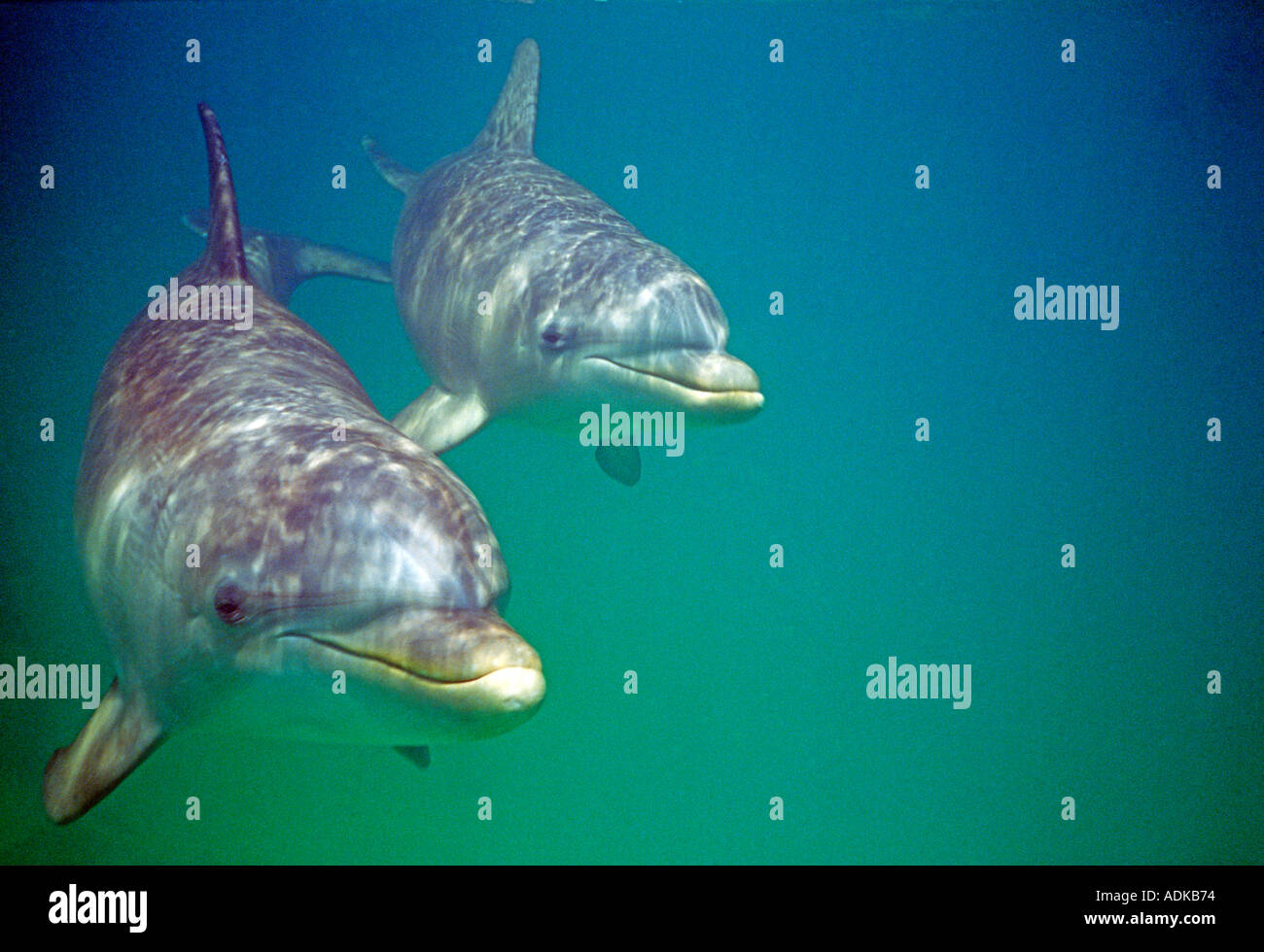 Il tursiope o delfino maggiore dei Caraibi Foto Stock