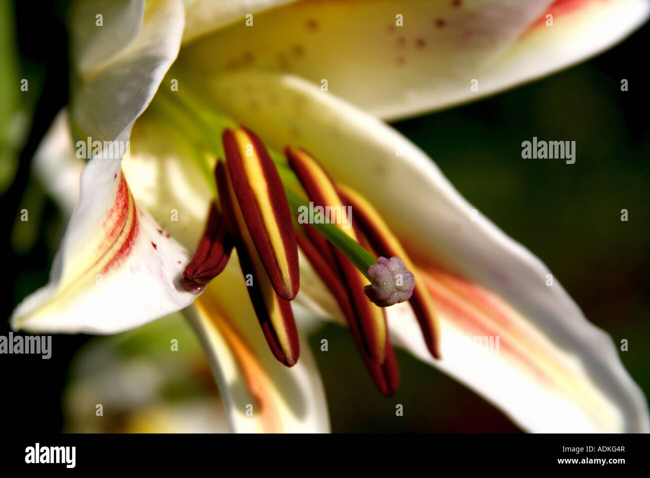 Close up fiore di giglio bianco con rosa e giallo le patch in piedi fuori dello sfondo Foto Stock