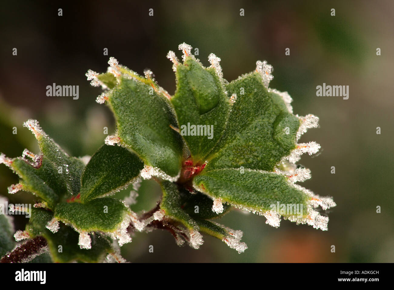 Berberis frosty lascia Foto Stock
