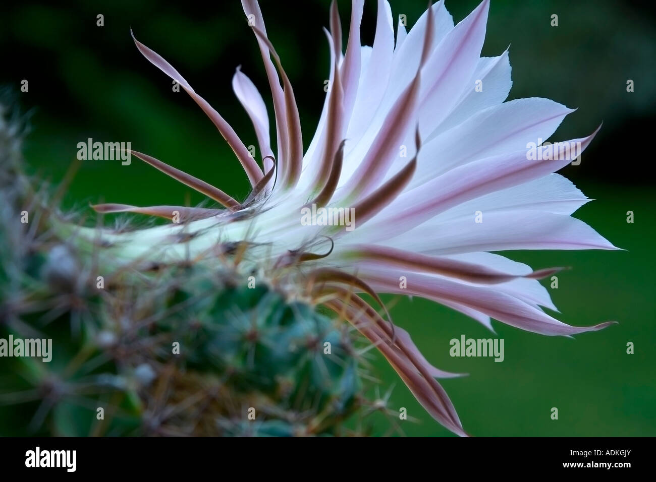 Fioritura cactus (specie Echinopsis) con un grande delicato bianco-rosa colore e sfondo sfocato Foto Stock