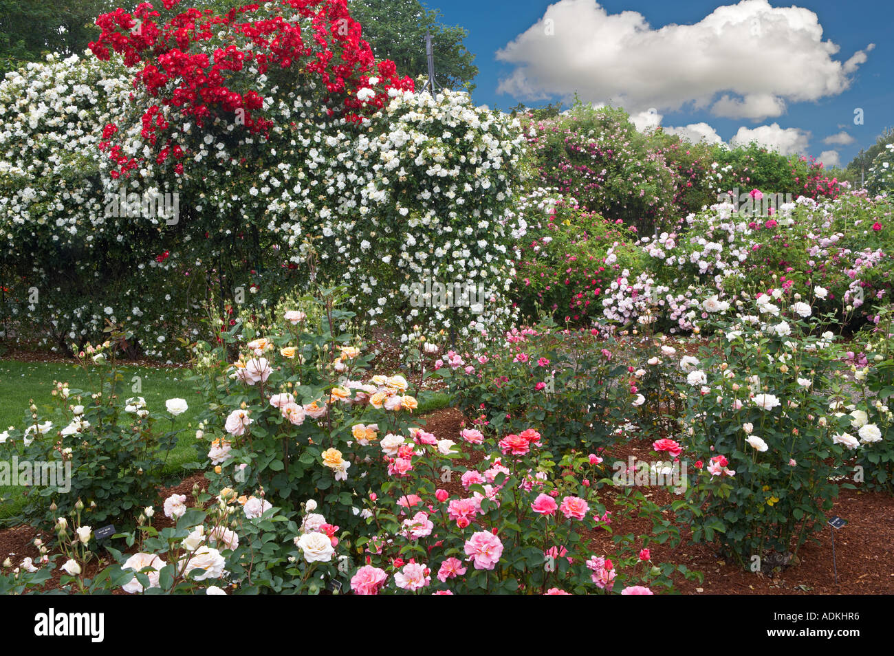 Visualizzare giardino di rose ai Giardini cimelio di Oregon Foto Stock