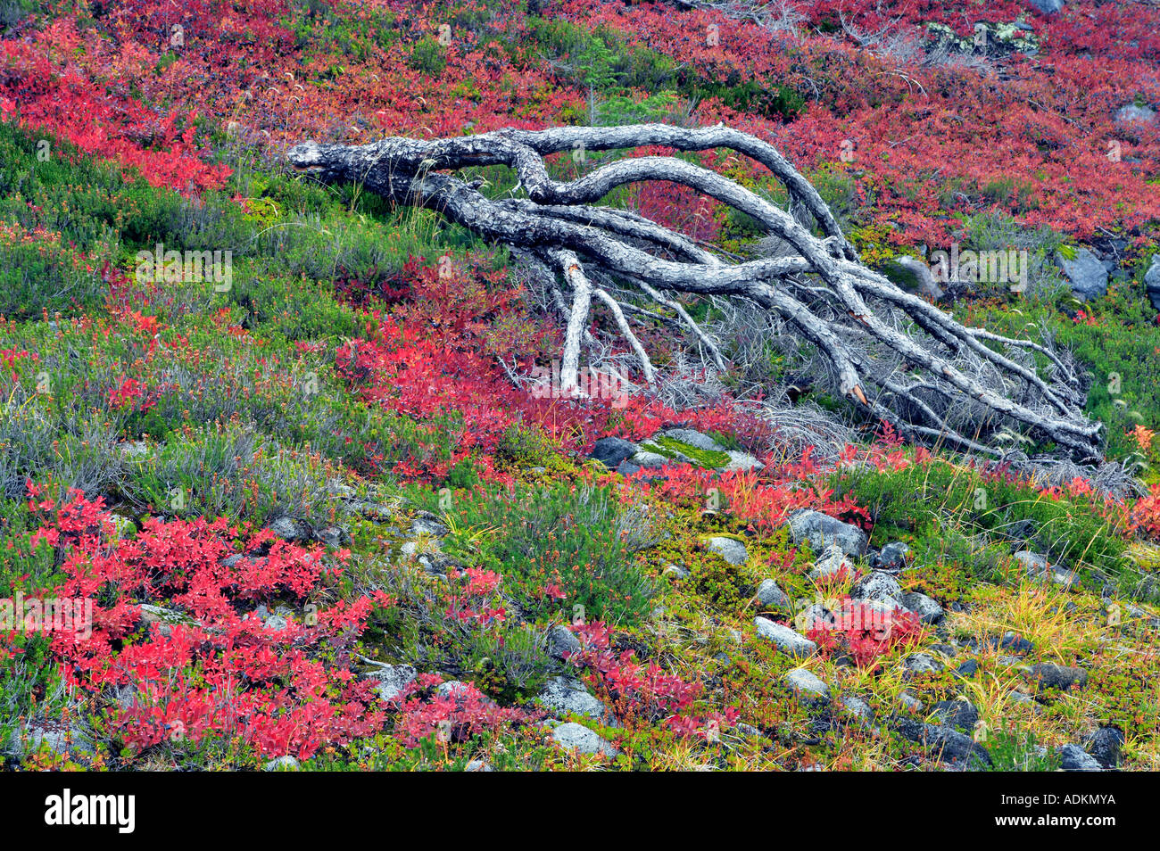Huckleberry in autunno a colori con albero morto Mt Baker deserto Washington Foto Stock