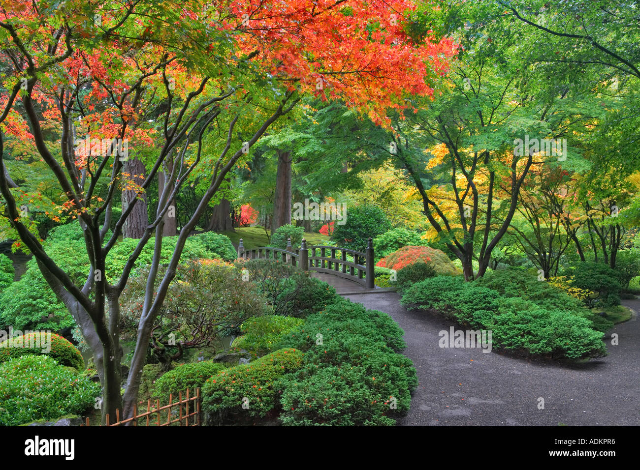 Autunno a colori ponte e percorso in corrispondenza di giardini giapponesi Portland Oregon Foto Stock