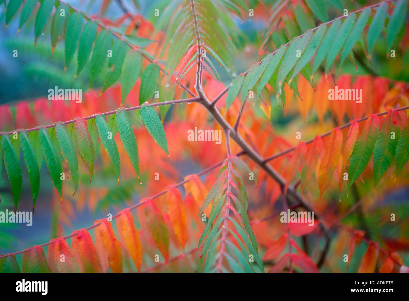 Hoyt Arboritum con caduta di sommacco colorati Rhus x pulvinata Washington Park Portland Oregon Foto Stock
