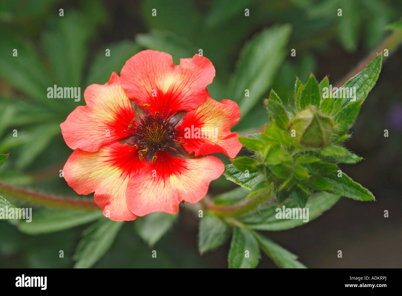 Piante erbacee Potentilla Cinquefoil Foto Stock