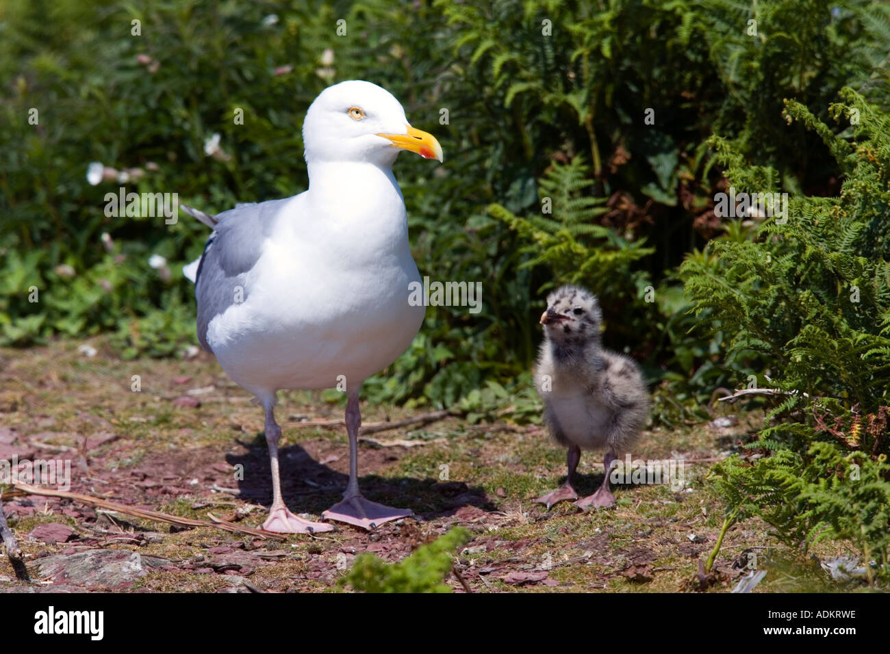 Herring gull Larus argentatus con pulcino Skokholm island Foto Stock