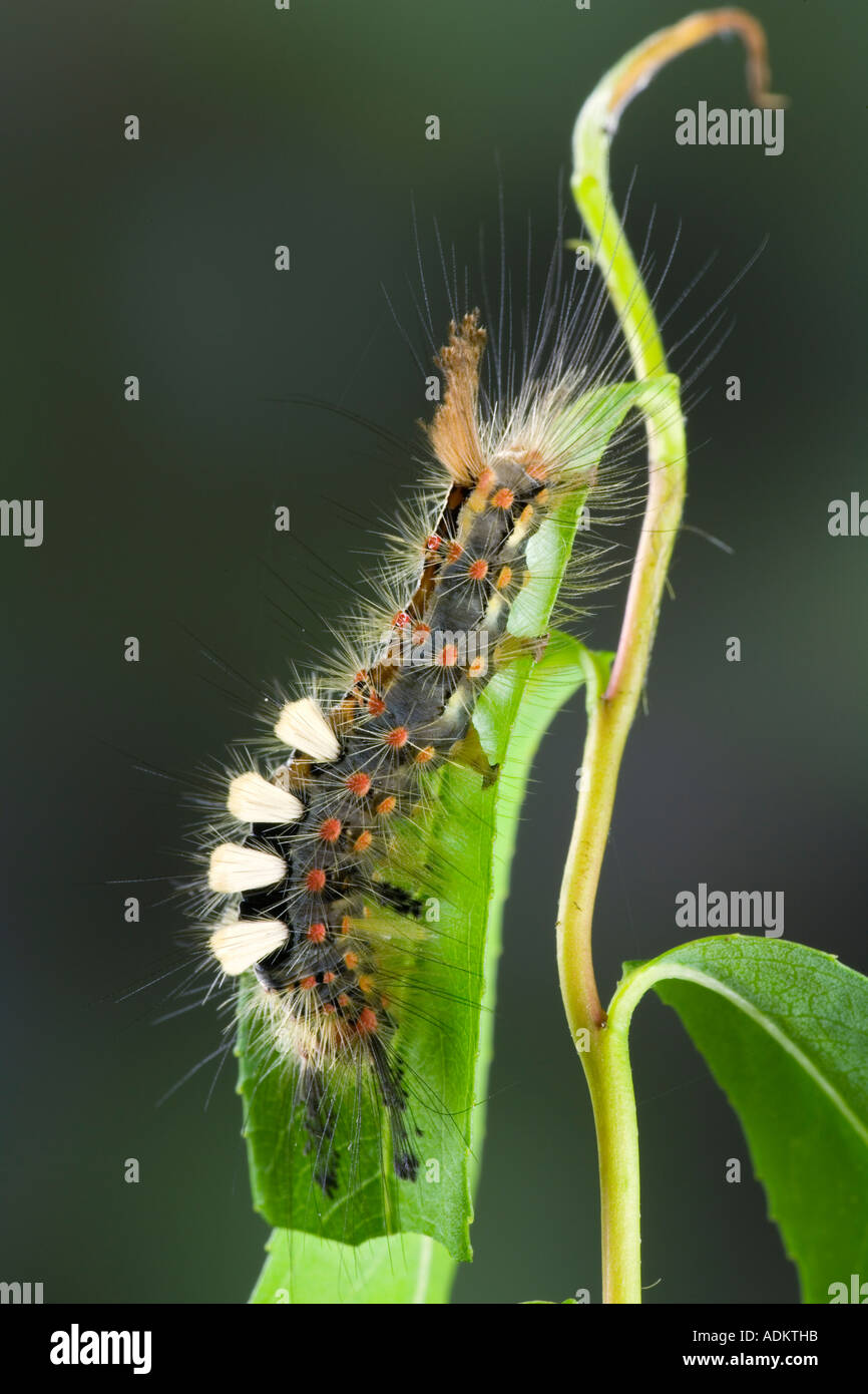 Il Vaporer Orgyia antiqua larva alimentazione su Willow con bella fuori fuoco sfondo potton bedfordshire Foto Stock