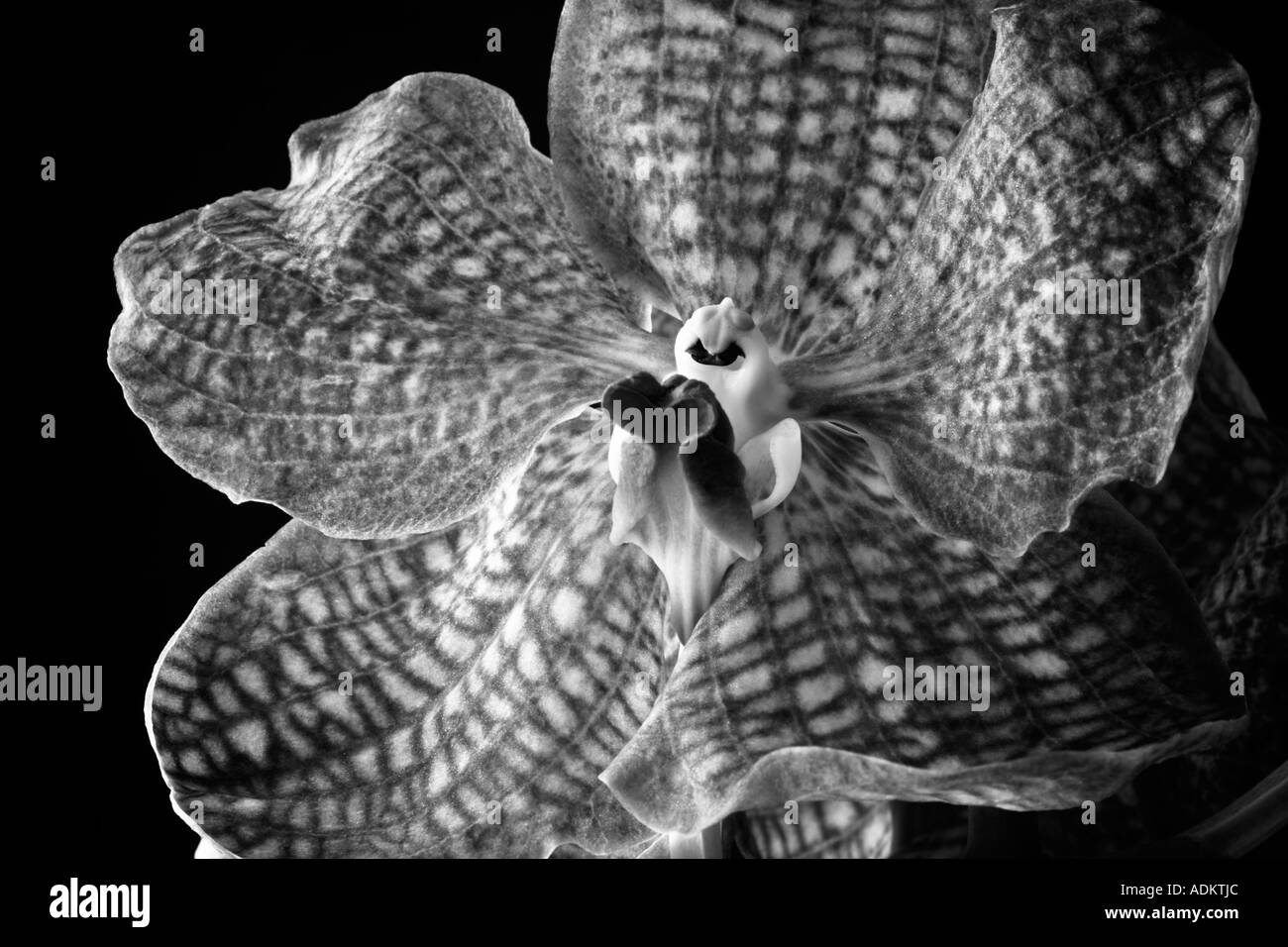 Close up di orchidea Vanda Foto Stock