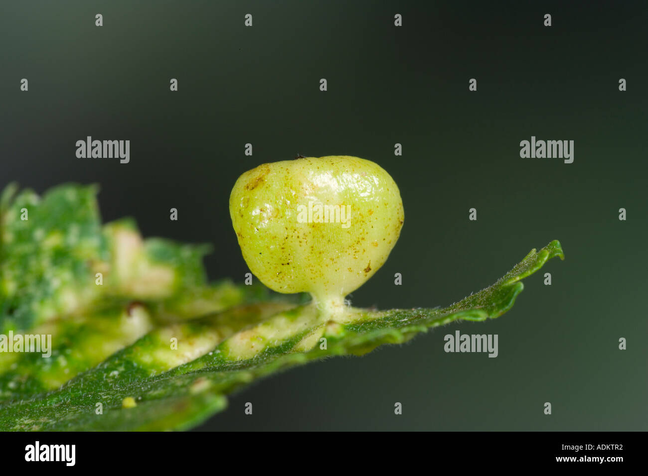 Tetraneura ulmi su Wych Elm potton bedfordshire Foto Stock