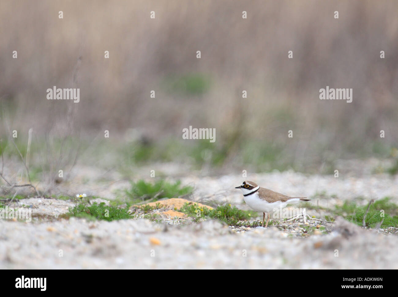Poco inanellato Plover in piedi presso il lago di costa, Neusiedler See sul confine austro-ungarico Foto Stock