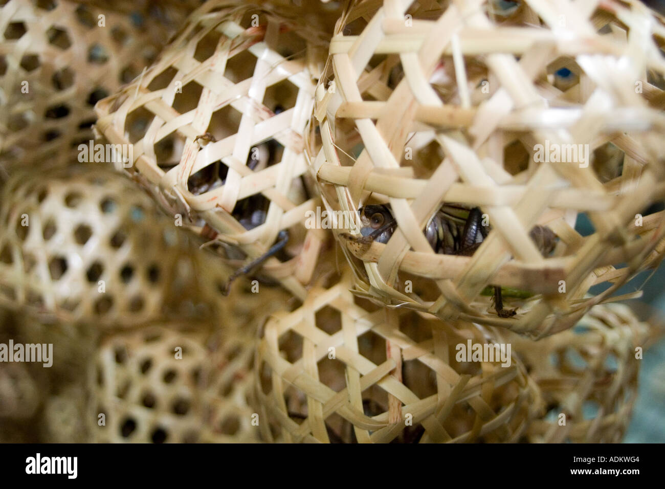 Grilli conservati nel piccolo tessuto cesti. Questo negozio specializzato in grilli è nel mercato del pet nel centro di Shanghai. Foto Stock
