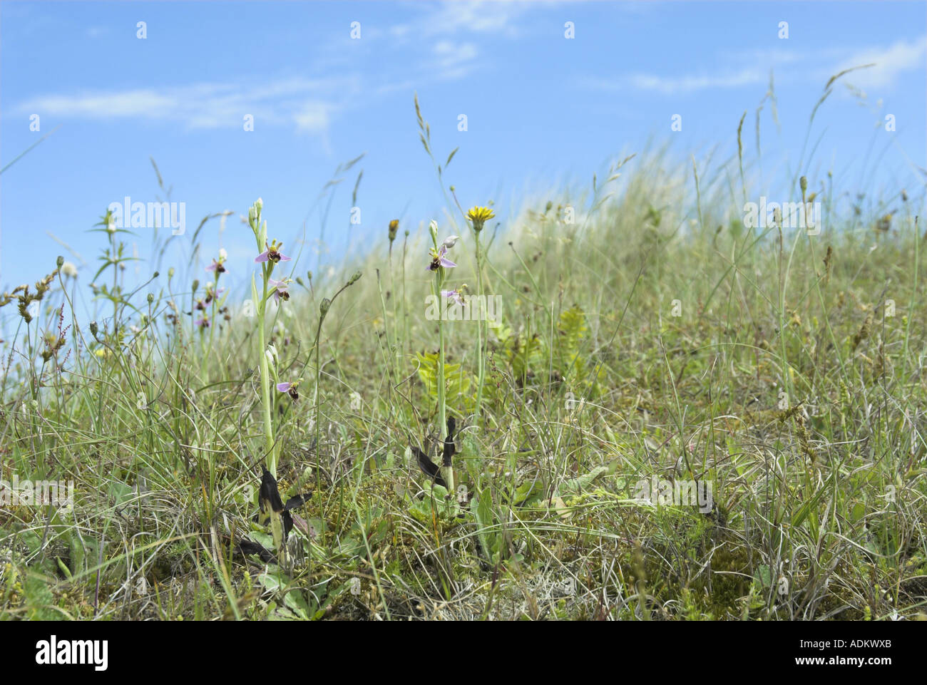 Dune costiere in estate con Bee Orchidee ophrys apifera Foto Stock