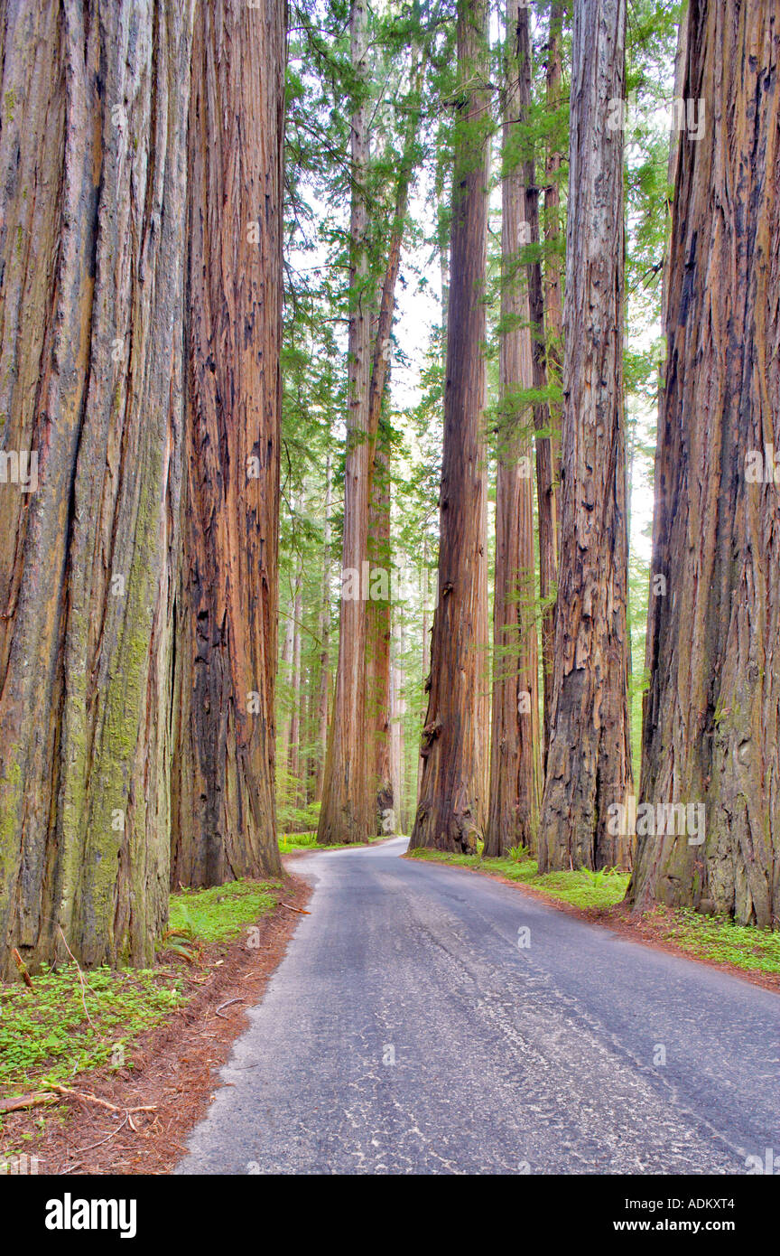 La strada attraverso Humbolt Redwoods State Park con redwoods California Foto Stock