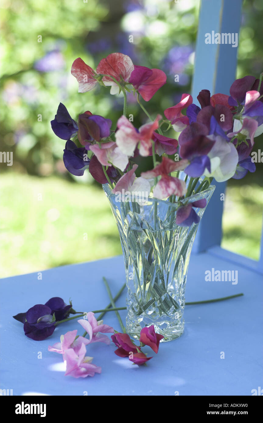 Piselli dolci sul rustico sedia blu nel giardino estivo REGNO UNITO Foto Stock