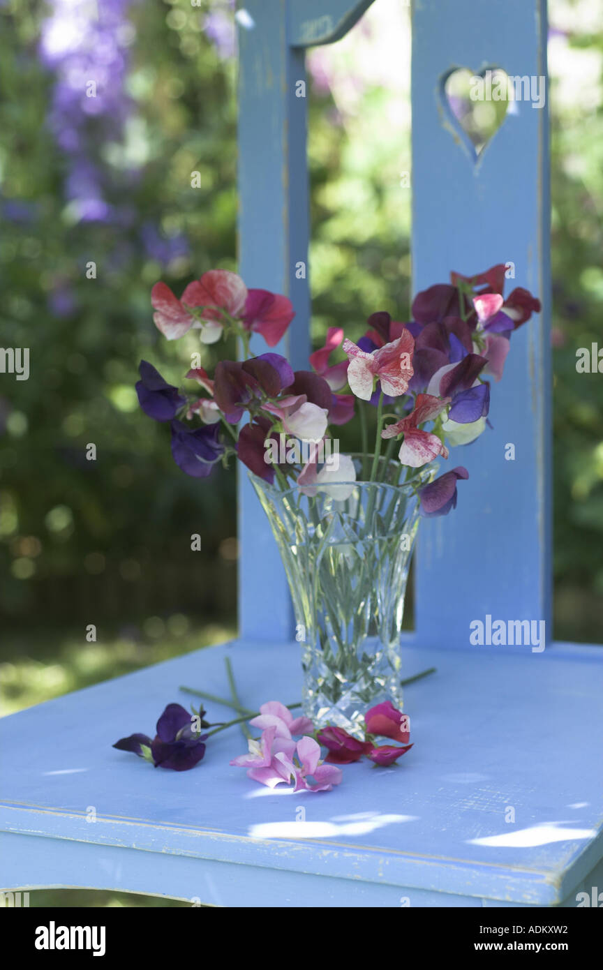 Piselli dolci sul rustico sedia blu nel giardino estivo UK Giugno Foto Stock