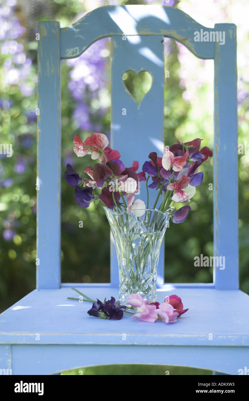 Piselli dolci sul rustico sedia blu nel giardino estivo UK GIUGNO Foto Stock