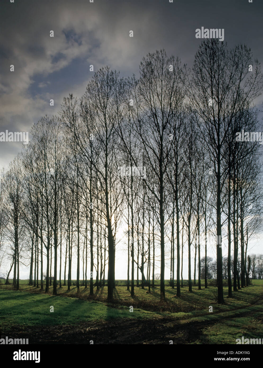 Gruppo di alberi di alto fusto in boschi con cluster di prima mattina di sole invernale Foto Stock