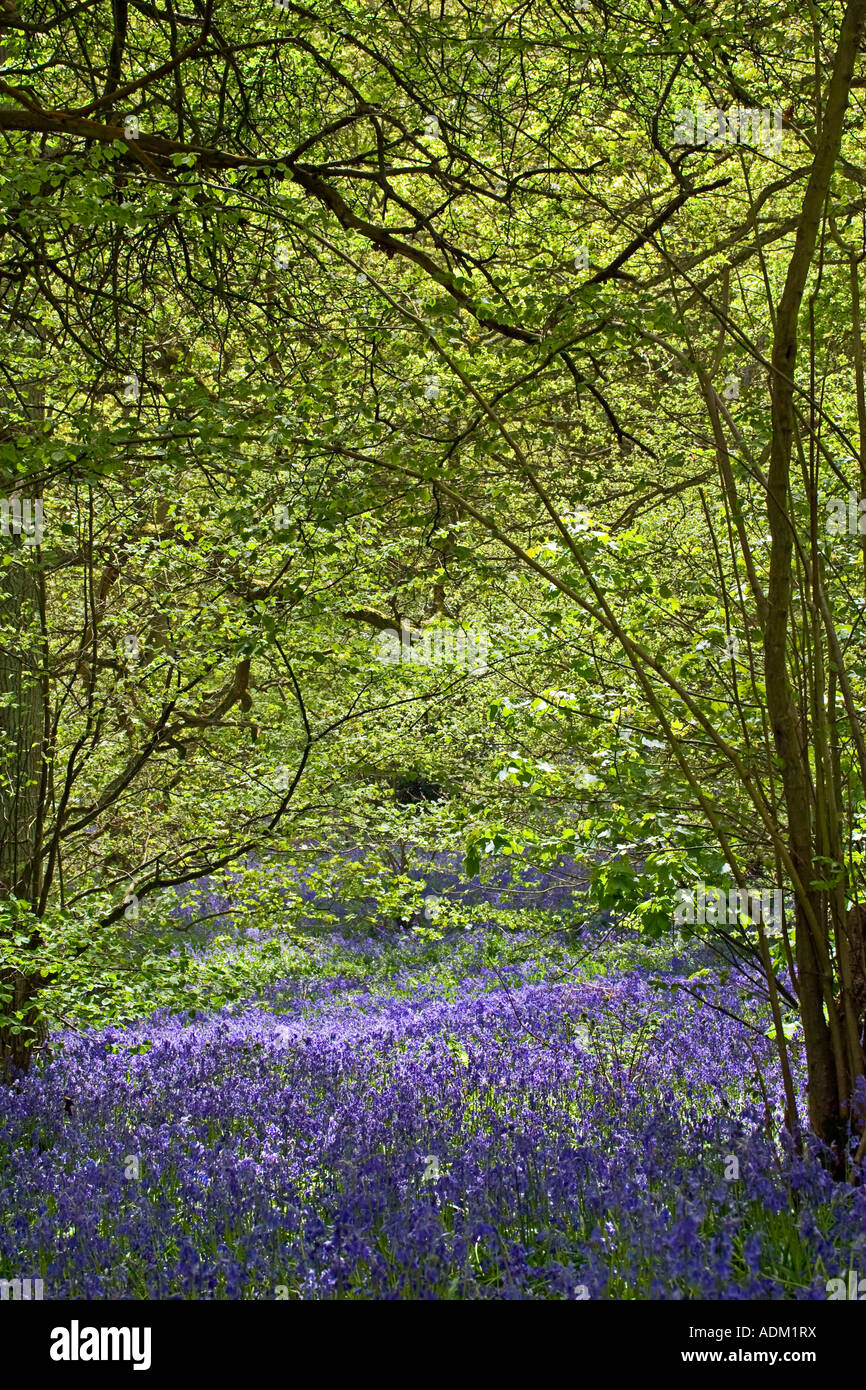 Bluebells in Middleton boschi Ilkley Yorkshire Foto Stock