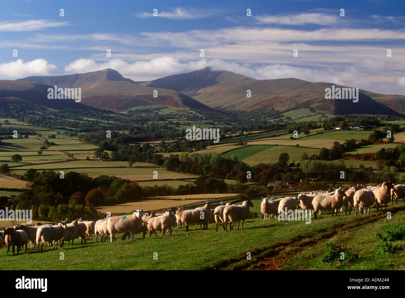 Pecore sulla collina Brecon Beacons Foto Stock