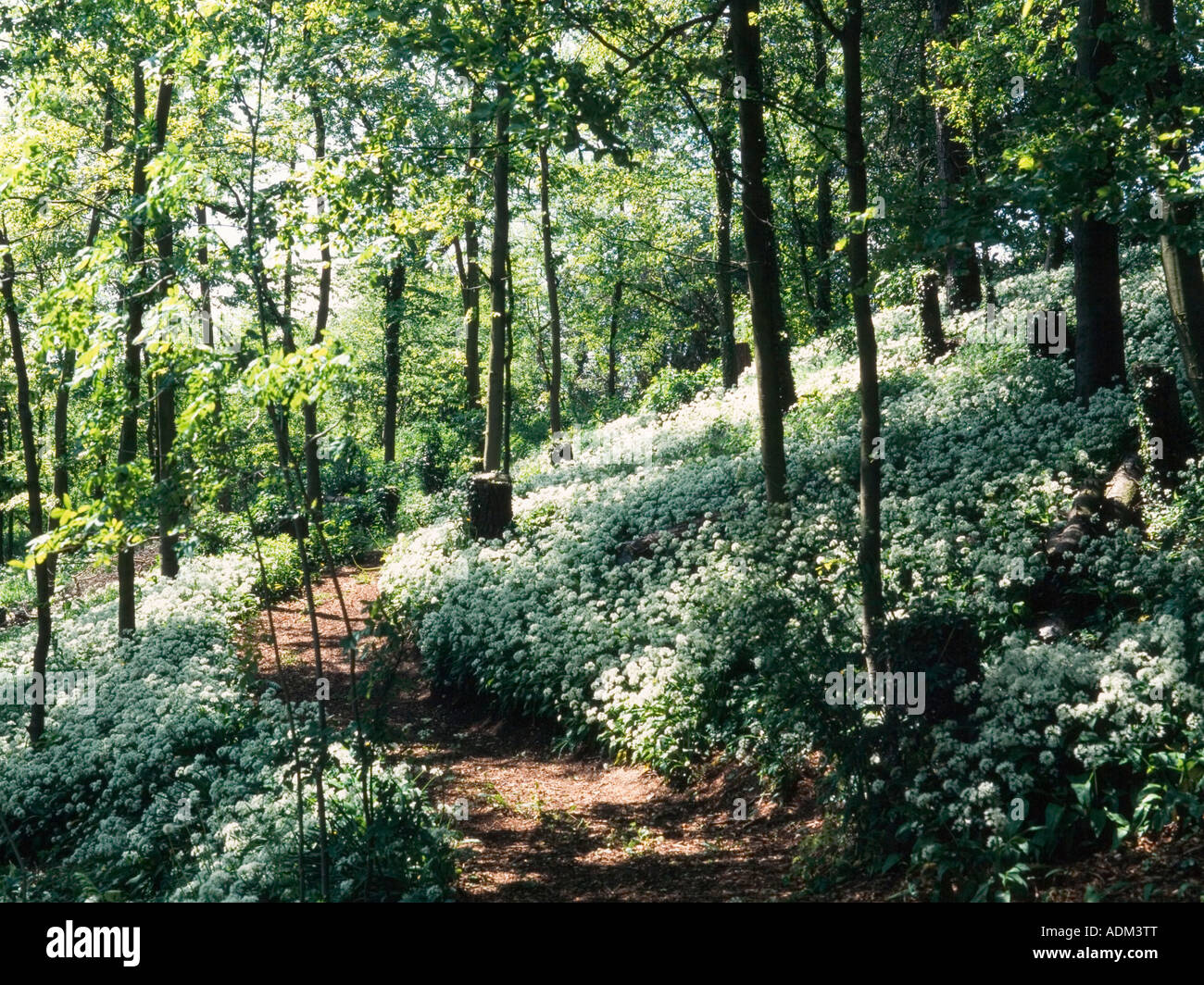 Sentiero attraverso un idilliaco molla aglio selvatico woodland Foto Stock