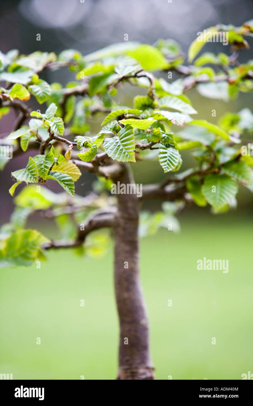 Fagus sylvatica. Bonsai faggio Foto Stock