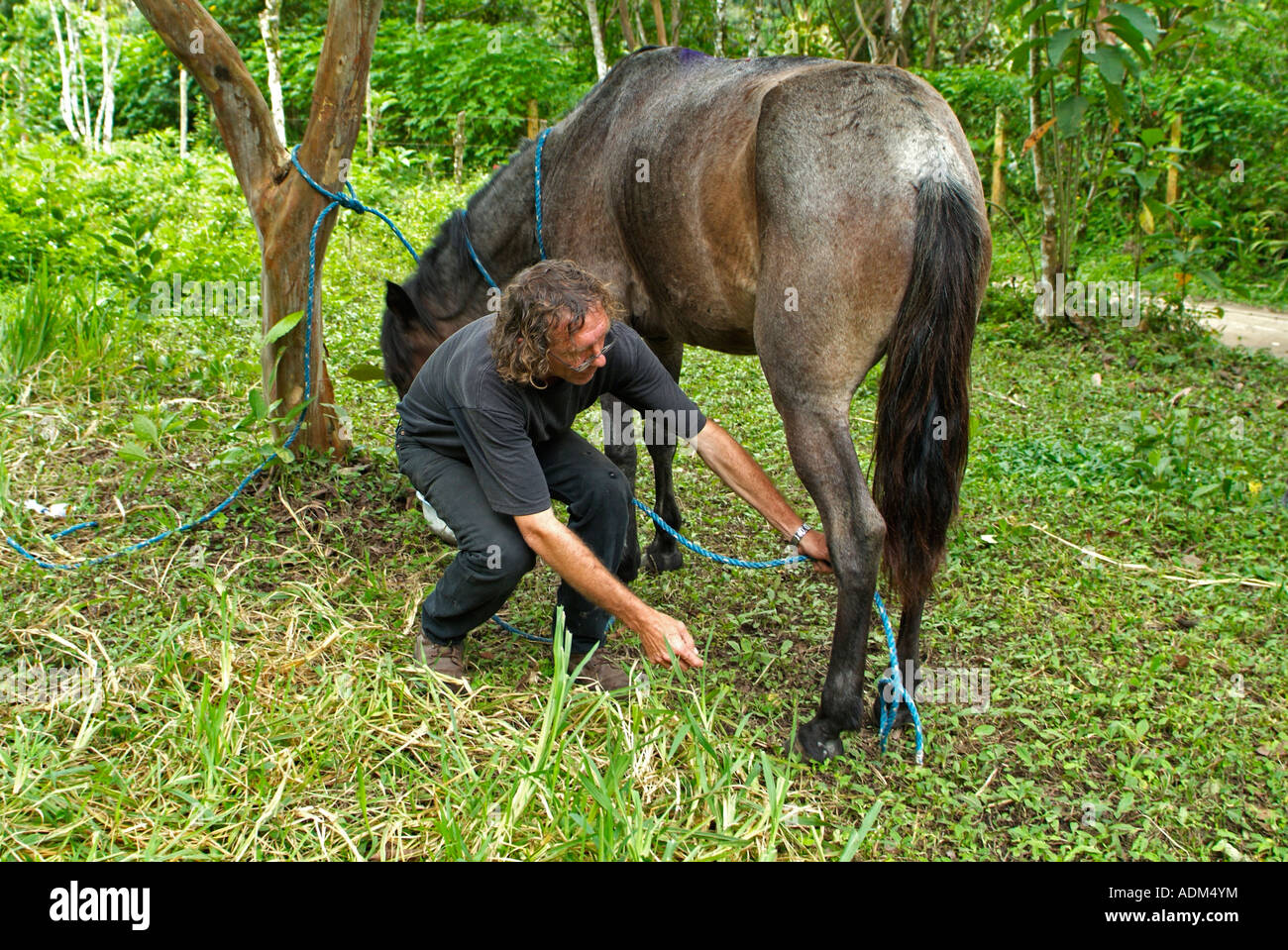 Paese Vet cavallo di legatura è la gamba con una corda per dare una iniezione Foto Stock