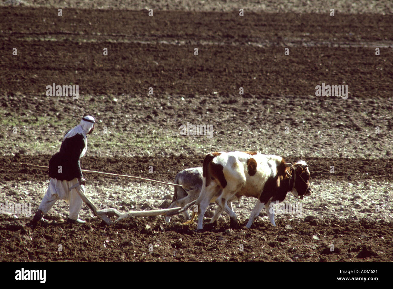 La Giordania. Banca ad ovest del fiume Giordano. Il contadino ara il suo suolo nell'antica con un primitivo aratro e buoi Foto Stock