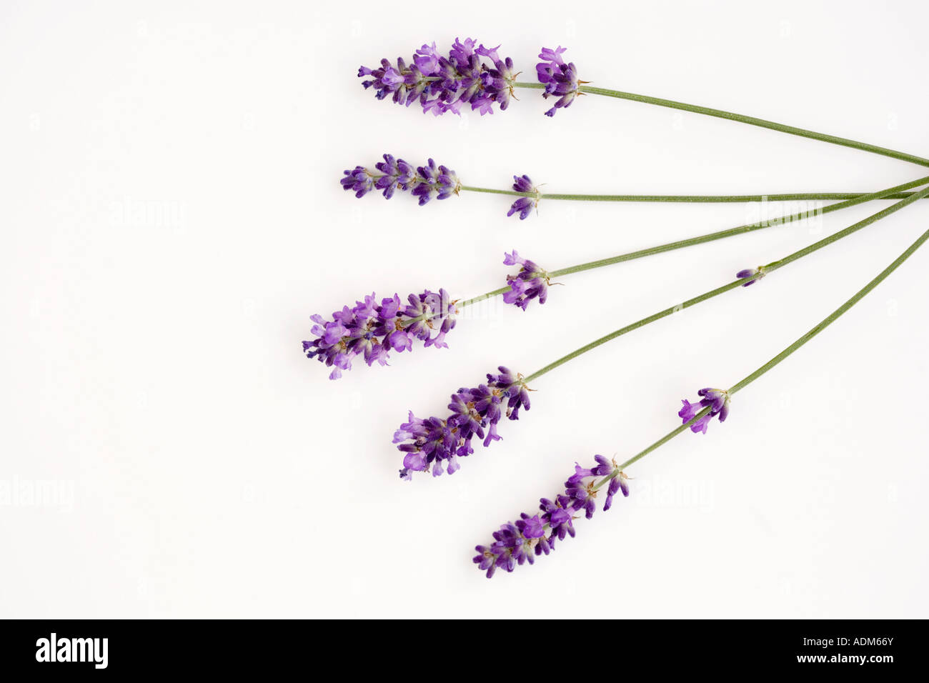 Lavandula. Tagliare le piante di lavanda su sfondo bianco Foto Stock