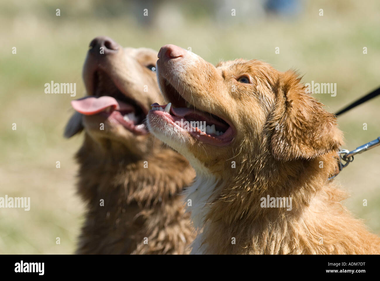 Nova Scotian Duck Tolling Retriever. Foto Stock