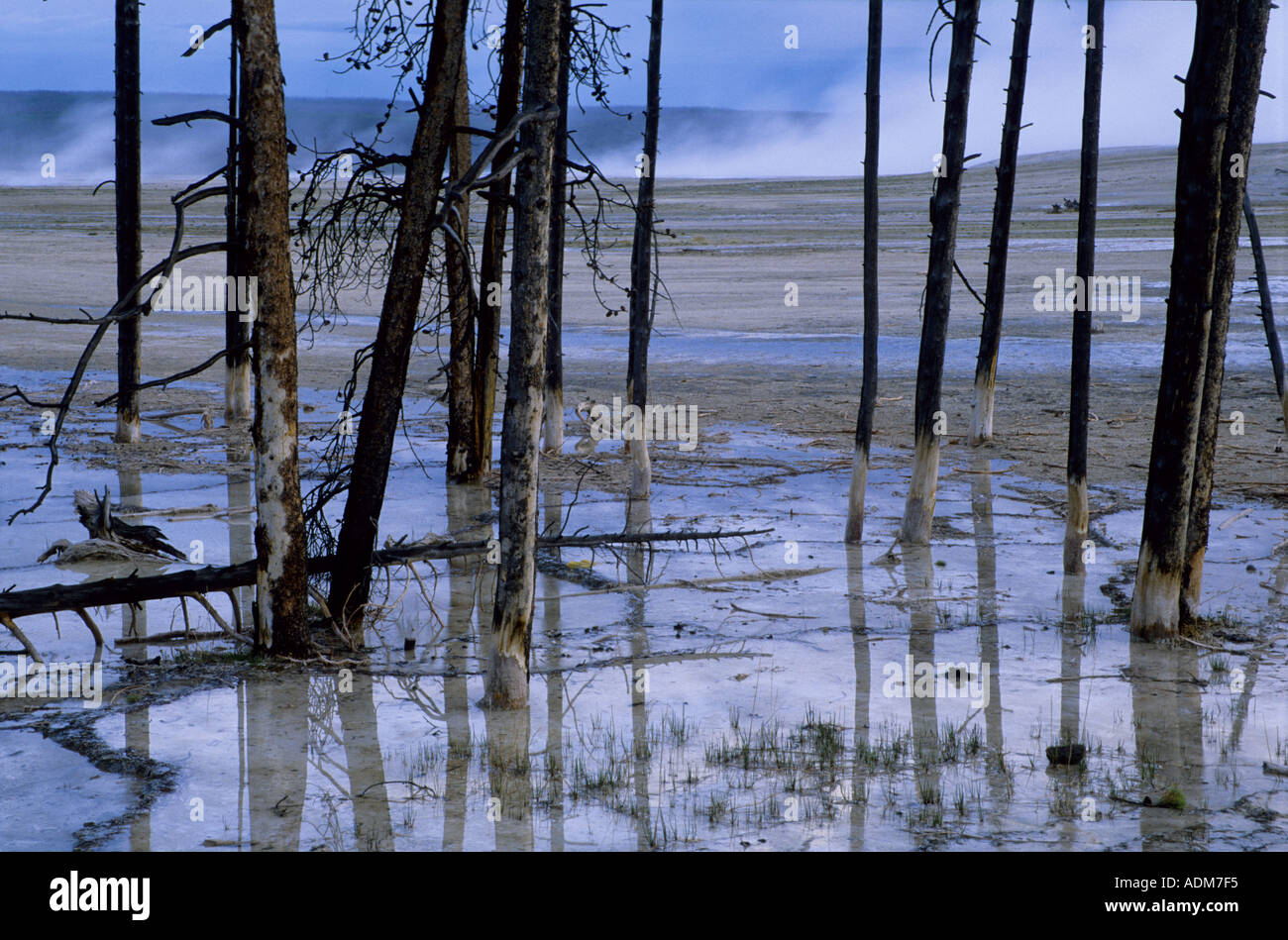 Gli alberi morti emergente fom acqua salmastra in basso Geyser Basin del Parco Nazionale di Yellowstone Wyoming Foto Stock