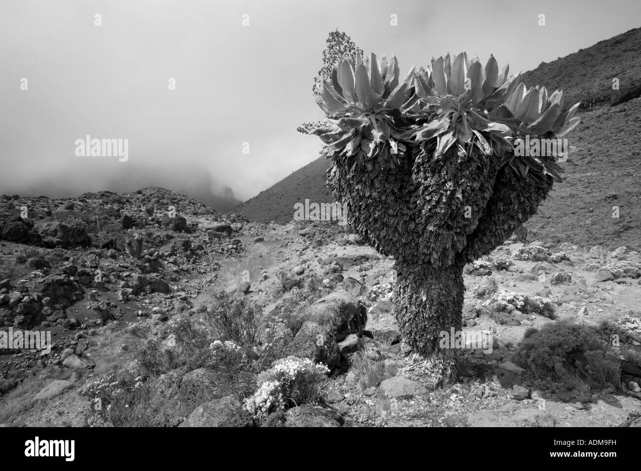 Africa Tanzania Parco Nazionale del Kilimanjaro Giant Senecio Senecio Cottonii cresce sui pendii vulcanici Foto Stock