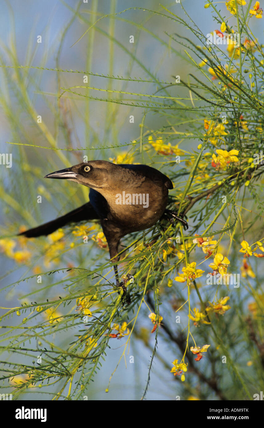 Grande-tailed Grackle Quiscalus mexicanus femmina su blooming Retama Willacy County Rio Grande Valley Texas USA Maggio 2004 Foto Stock