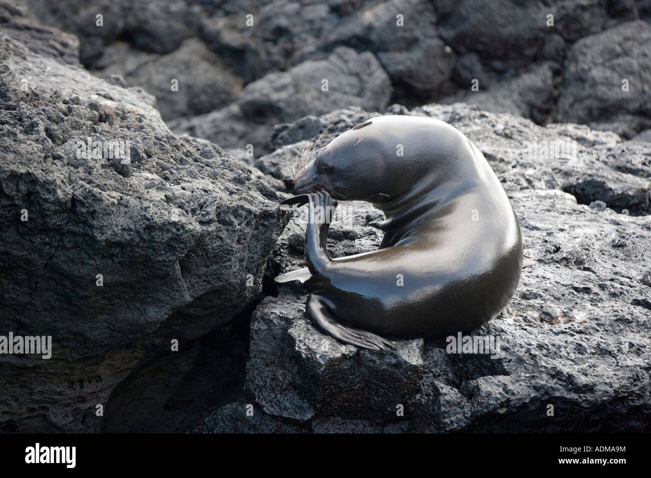 Fur Sea Lion Arctocephalus galapagoensis su Santiago Isola James Galapagos a Puerto Egas Foto Stock