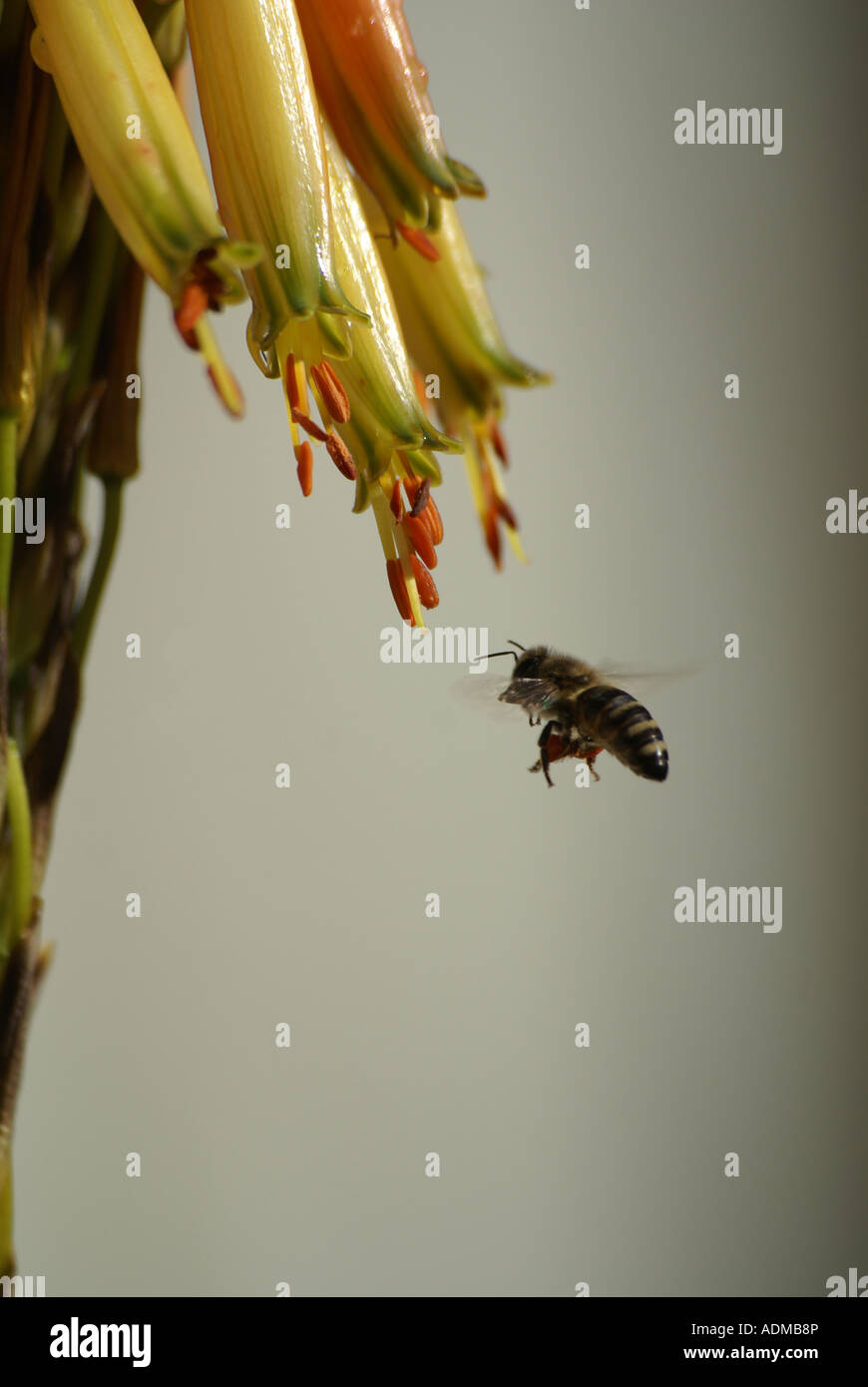 Bee visitando un aloe fiore Foto Stock