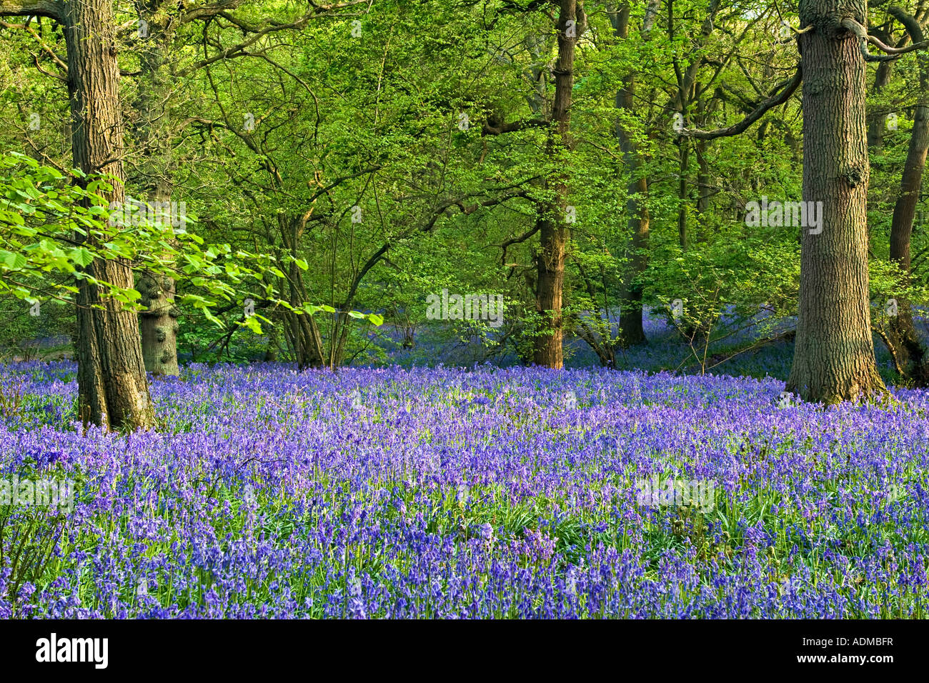Bluebells in Middleton boschi Ilkley Yorkshire Foto Stock