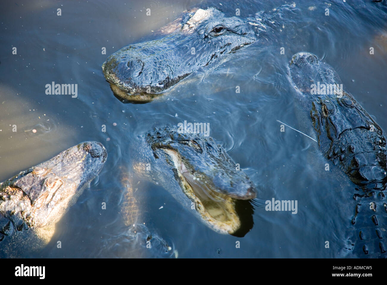 Sant'Agostino Alligator Farm St Augustine, Florida USA Foto Stock