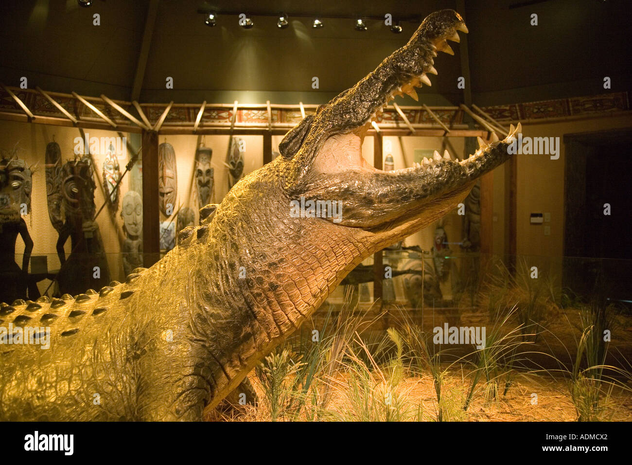 Gomek sant Agostino Alligator Farm St Augustine, Florida USA Foto Stock