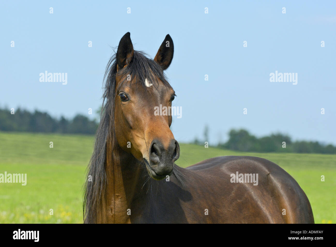 Trakehnen cavallo di razza Foto Stock