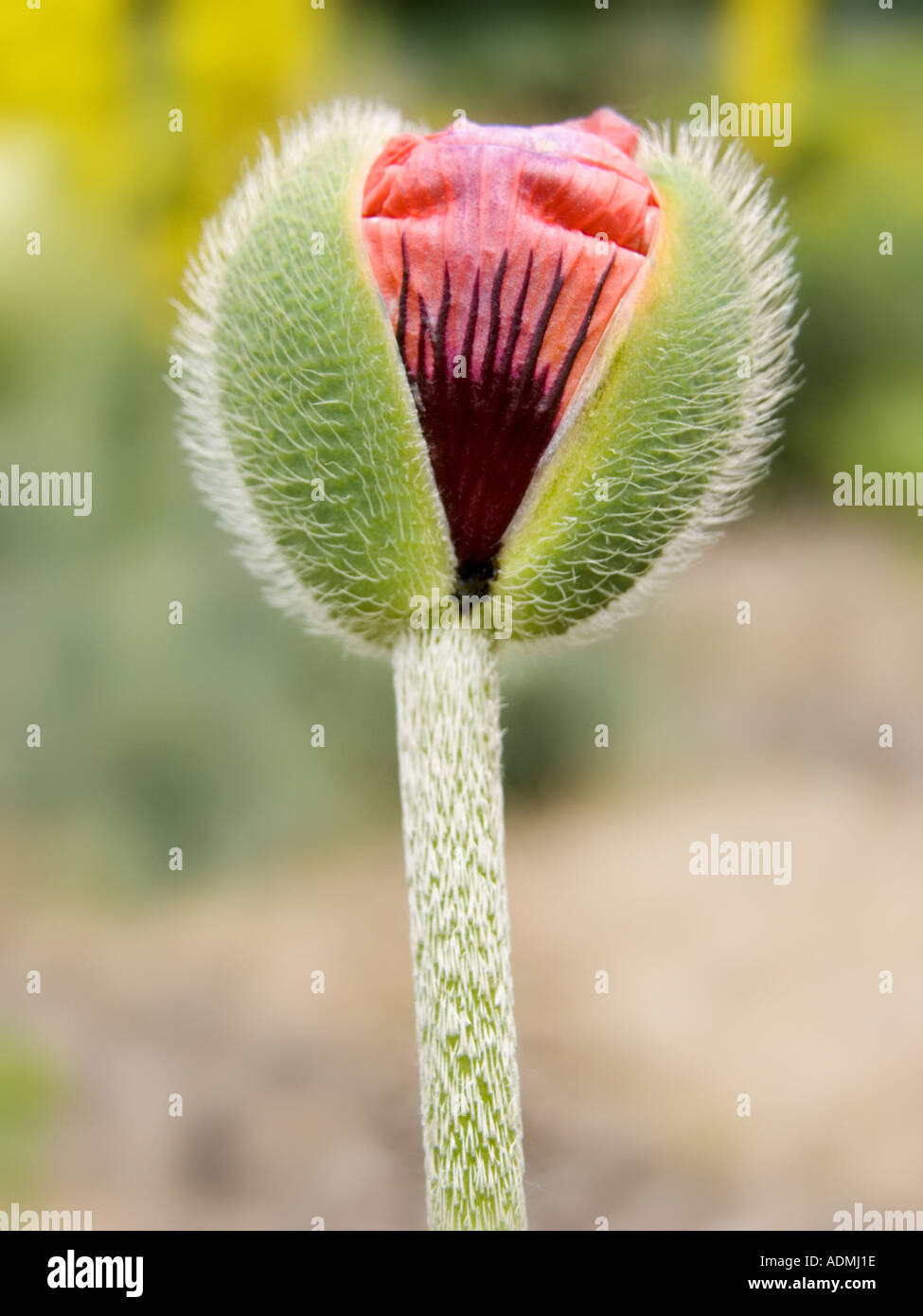 Capsula di papavero sagger sonno carta di papavero fiore paperis sementi le sementi Foto Stock