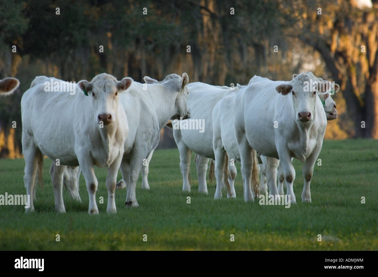 Allevamento di bovini Charolais in pascolo Foto Stock
