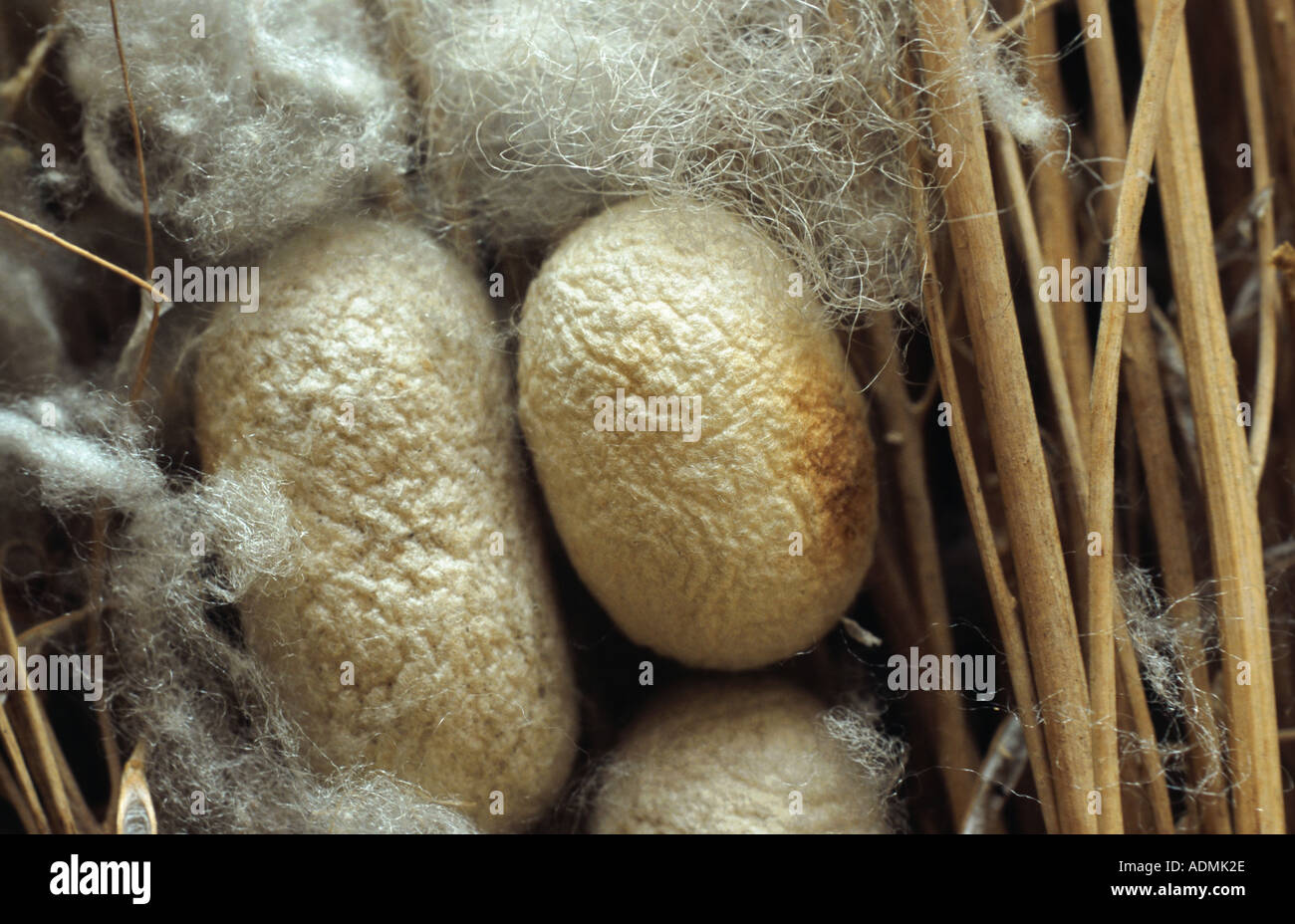 Silkworm tarma (Bombice mori), Bozzoli Foto Stock