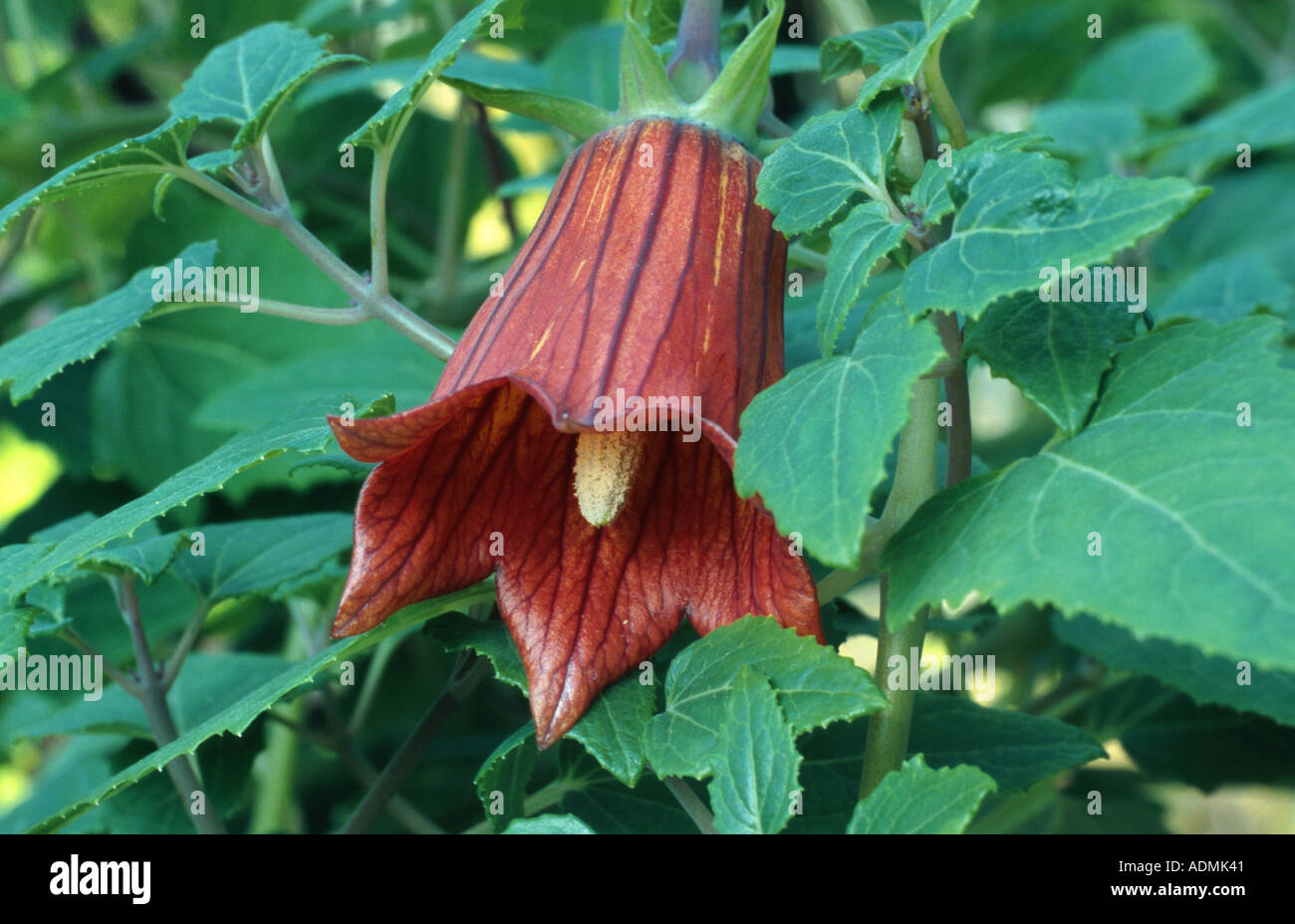 In canarie campanula (Canarina canariensis), fioritura; pianta simbolo delle isole Canarie Foto Stock