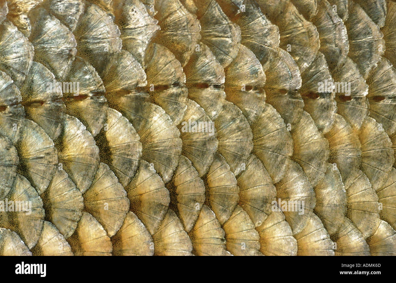 Roach, balcanica roach (Rutilus rutilus, Leuciscus rutilus), linea laterale Foto Stock