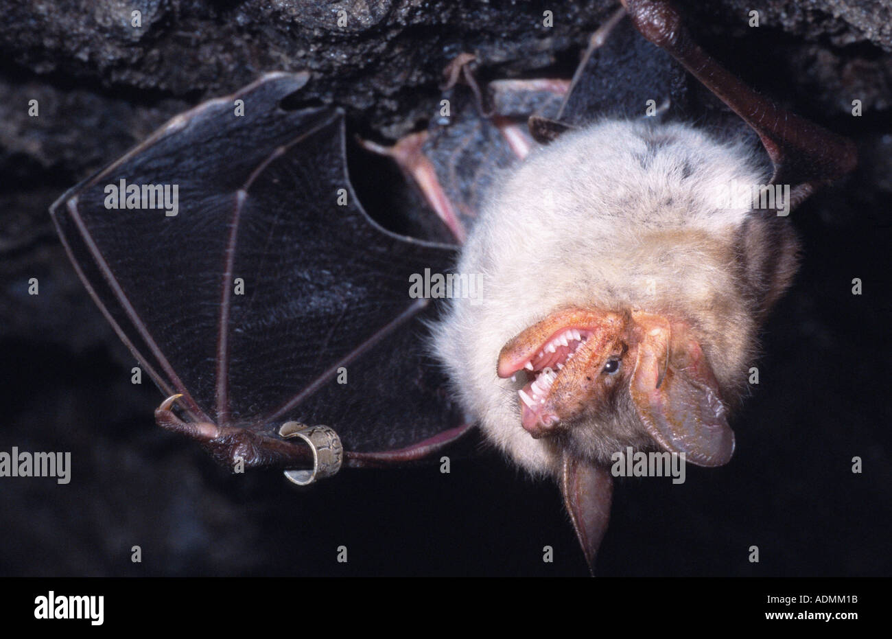 Maggiore mouse-eared bat (Myotis myotis), inanellati bat, ululano e diffondere le sue ali durante l'ispezione del suo anello, Germania Foto Stock