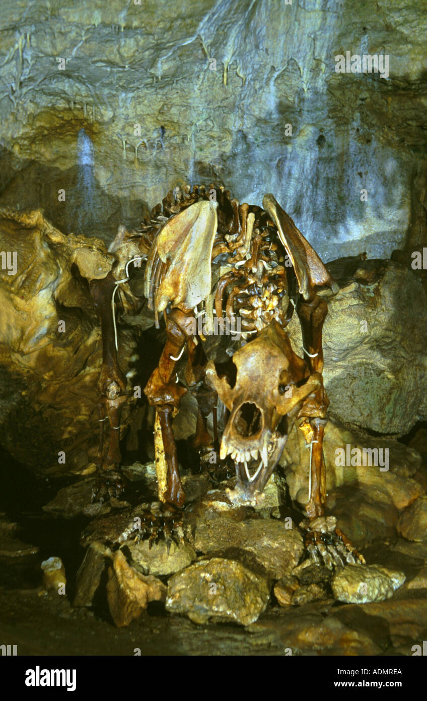 Orso delle Caverne (Ursus spelaeus), lo scheletro in bearcave, Germania, Erpfingen Foto Stock
