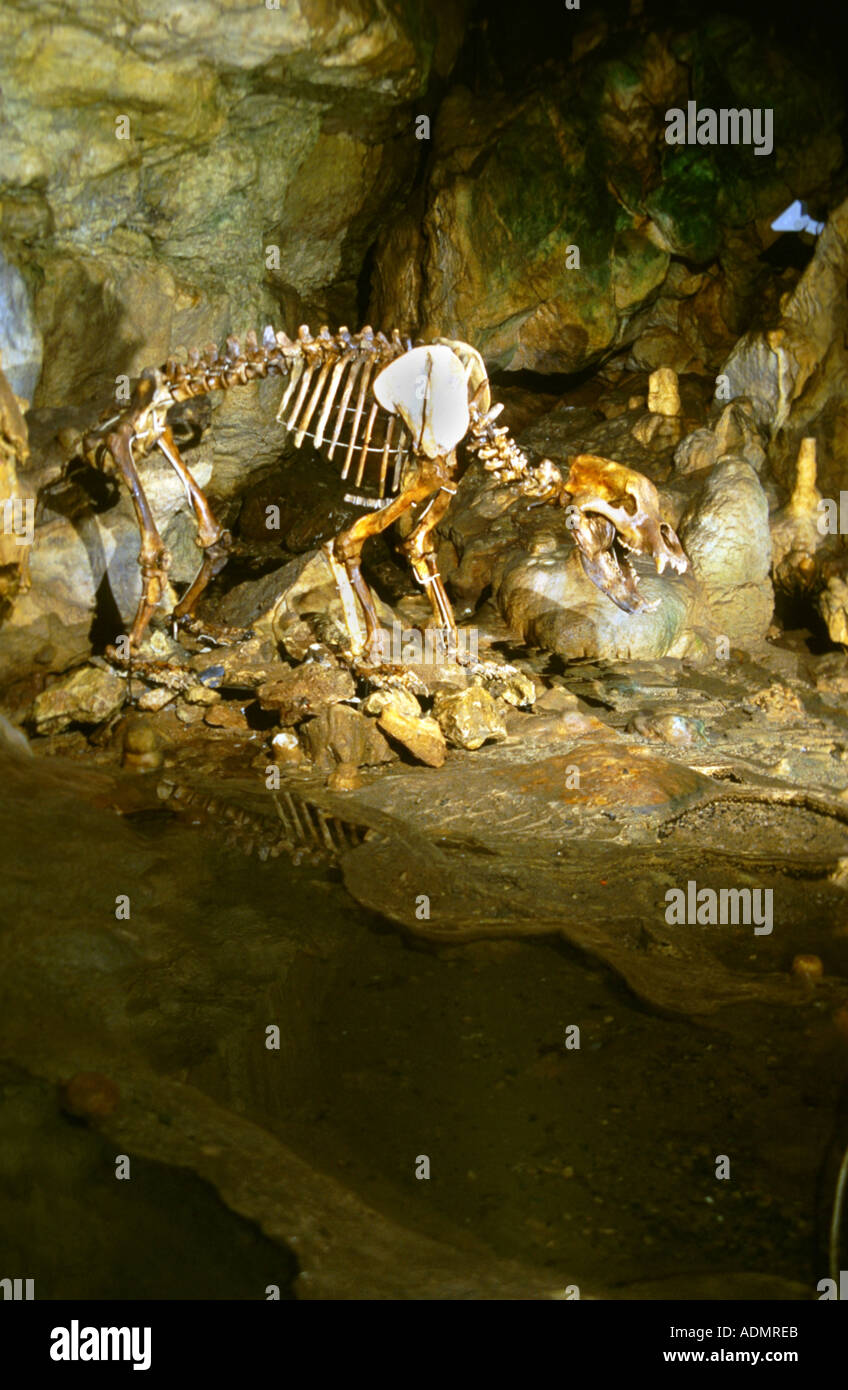 Orso delle Caverne (Ursus spelaeus), lo scheletro in bearcave, Germania, Erpfingen Foto Stock