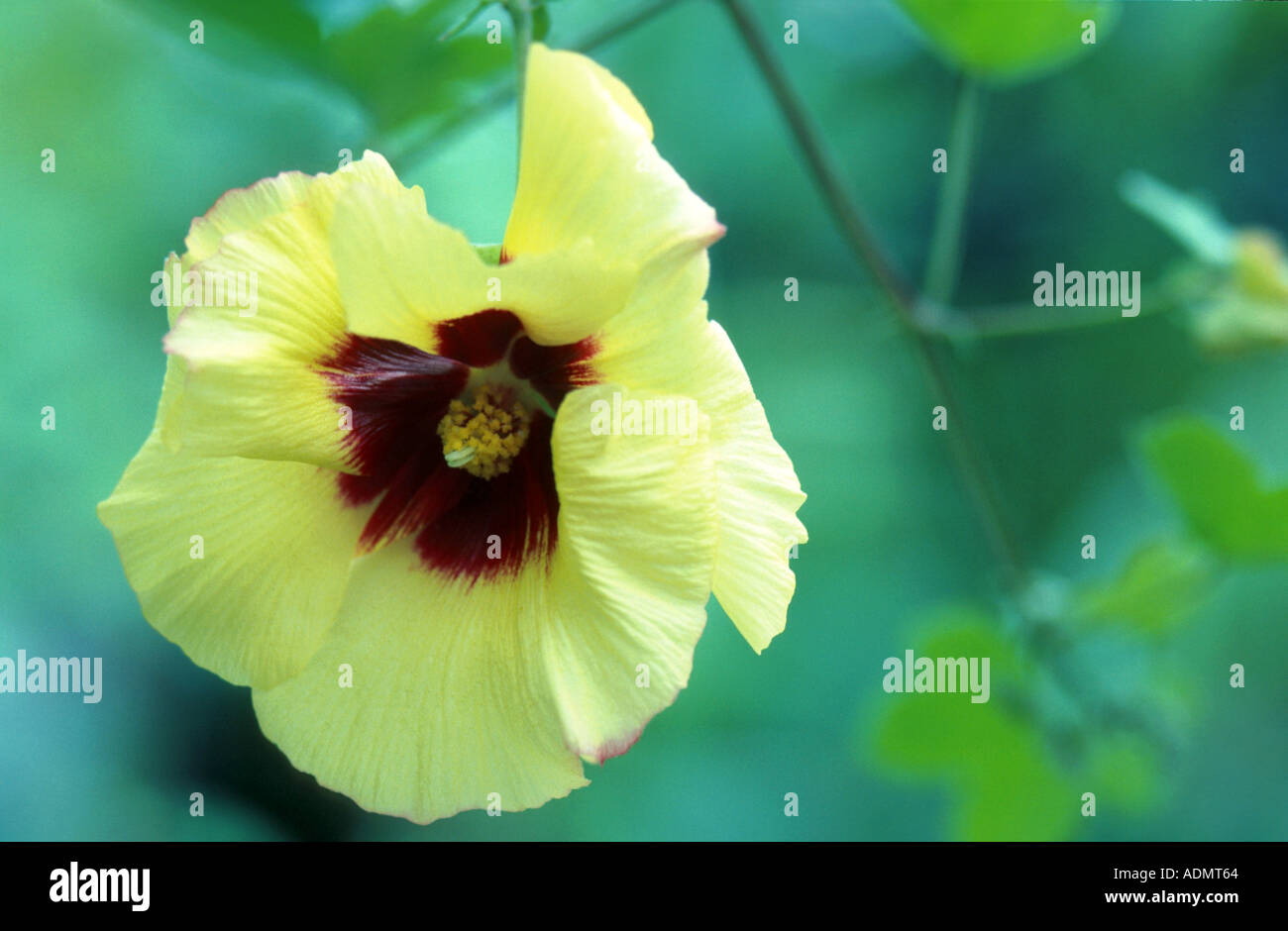 Il cotone (Gossypium herbaceum), singolo fiore Foto Stock